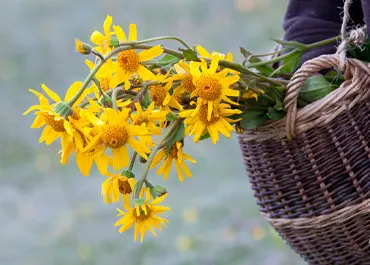 Cueillettes des fleurs de saison